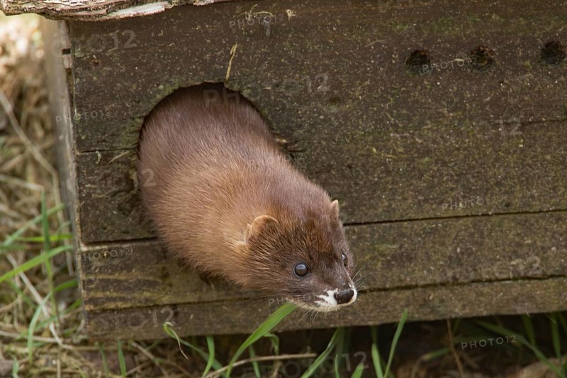 European mink (Mustela lutreola)