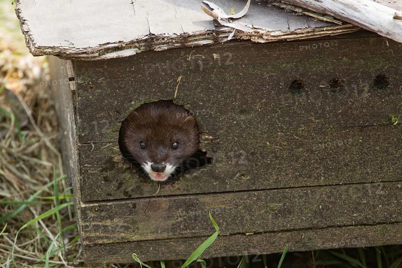 European mink (Mustela lutreola)