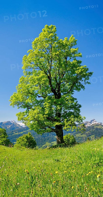 Freestanding sycamore in mountain spring