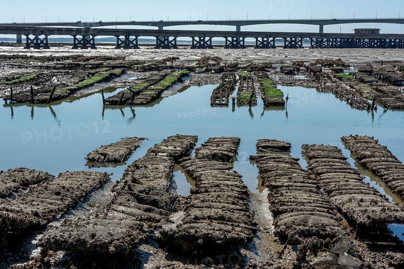 Oyster beds and Oleron bridge