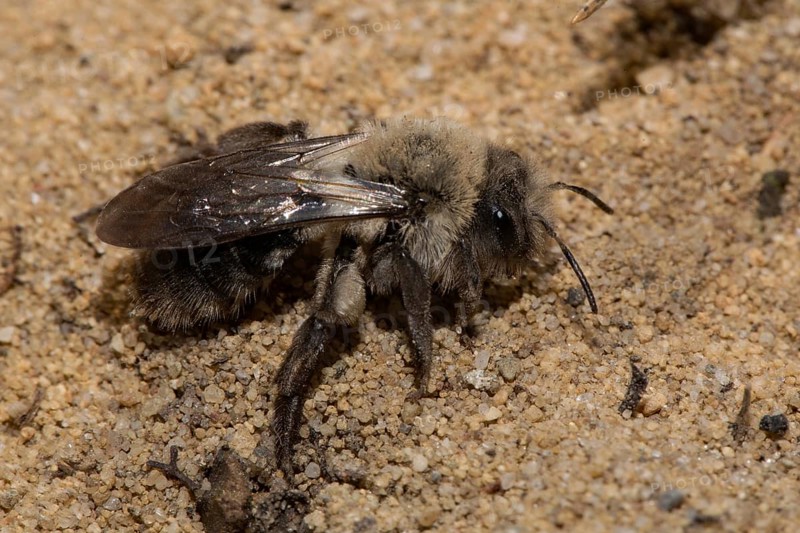 Grey-backed Mining-bee (Andrena vaga)