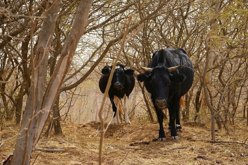 Cows