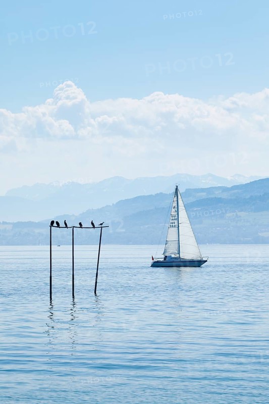View from Arbon over blue shimmering Lake Constance with sailing boat in sunny weather and blue sky in summer