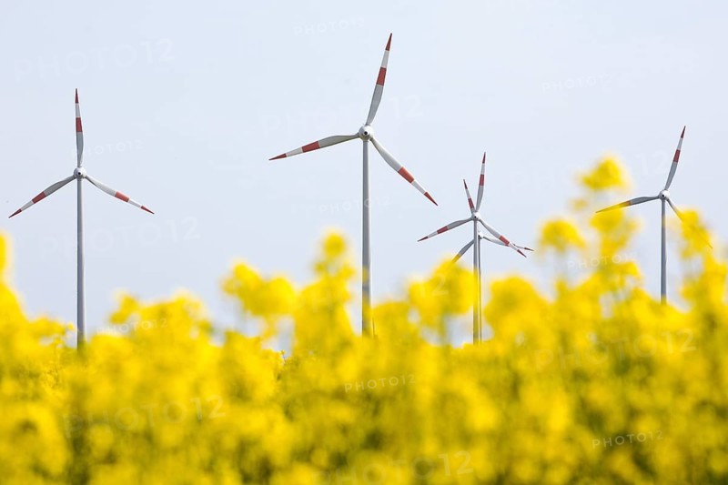 Rape field and wind turbines