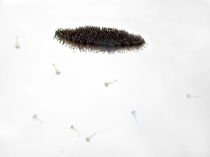 Northern house mosquito (Culex pipiens)