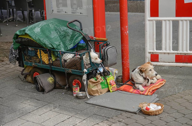 Dogs homeless