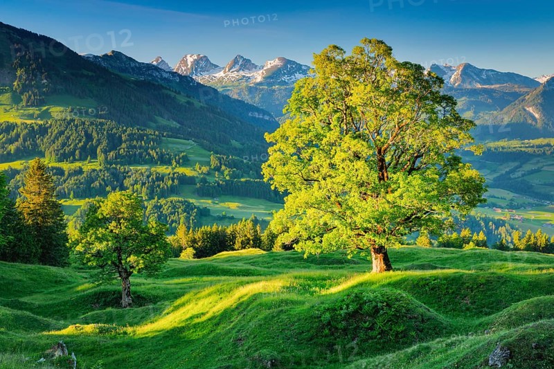 Sycamore maple in front of snow-capped Churfirsten peaks at sunrise in spring near Ennetbuehl in Toggenburg