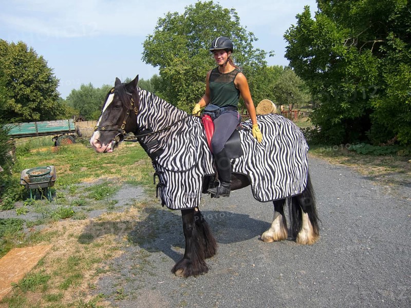 Rider on horseback