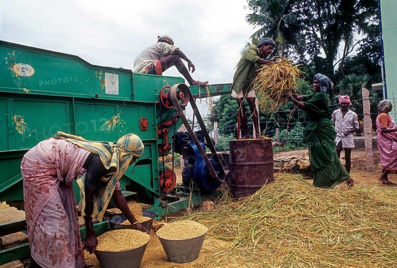 Threshing rice