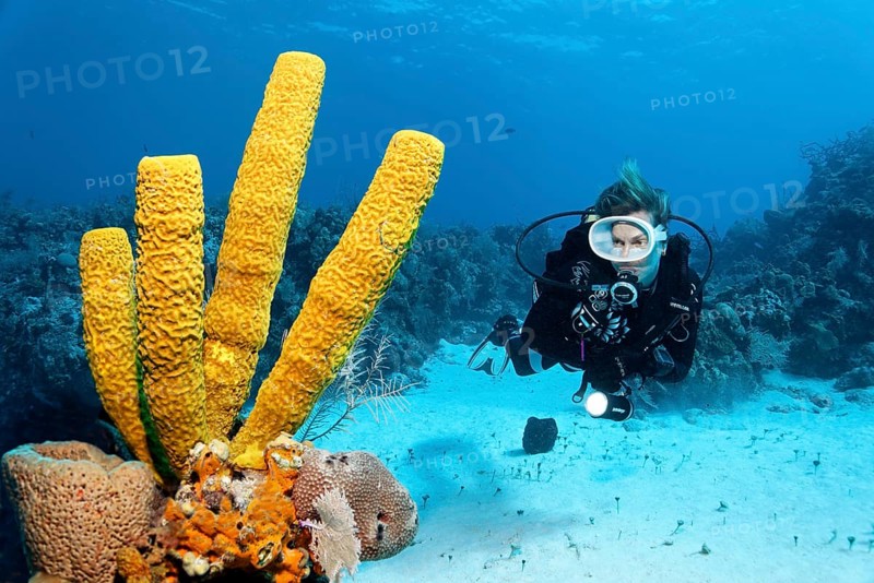 Diver looking at yellow green candle sponge (Aplysina fistularis)