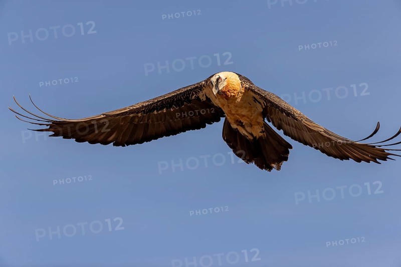Bearded vulture (Gypaetus barbatus) adult in flight against the blue sky