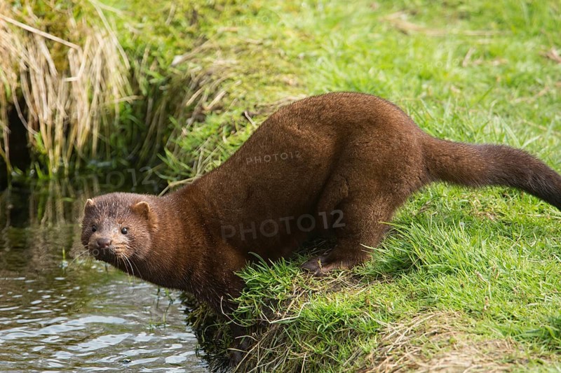 American mink (Neovison vison)