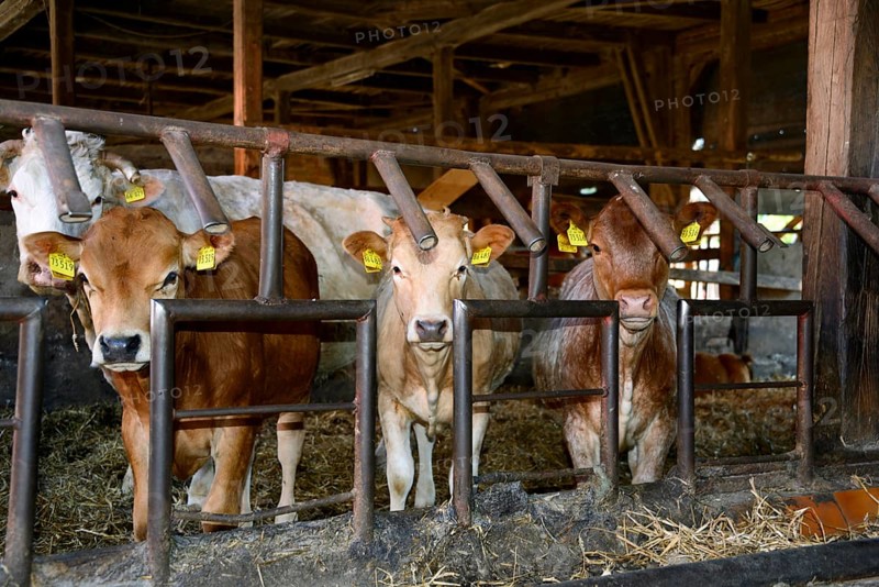 Domestic cattle