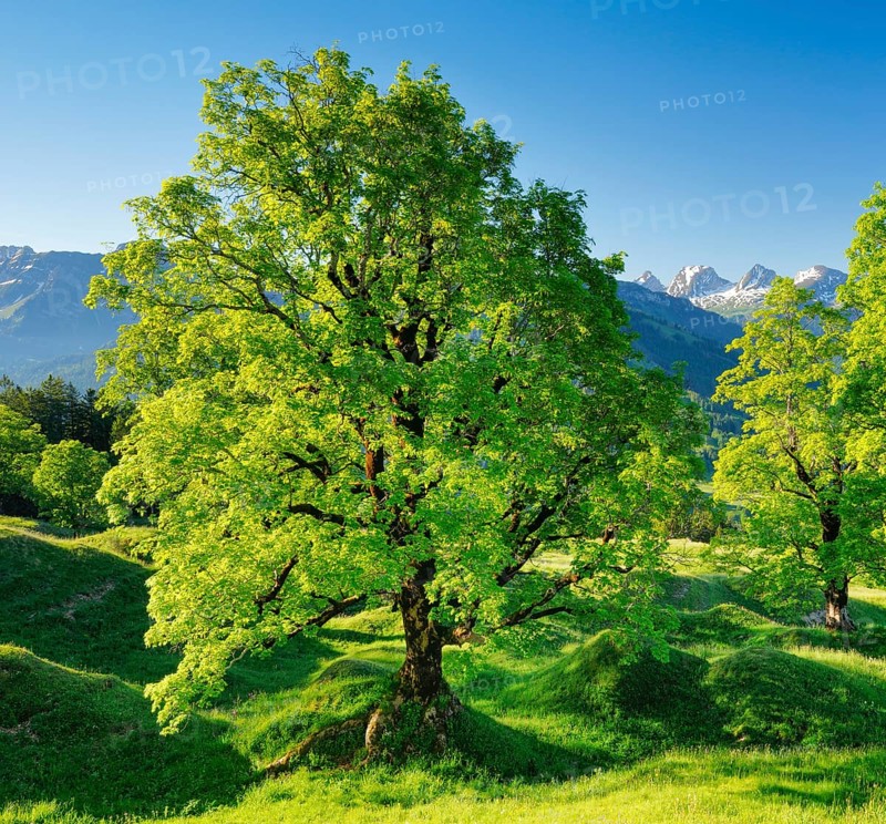 Sycamore maple grove in mountain spring with snow-capped Churfirsten peaks in the background