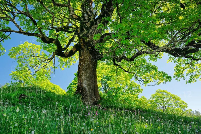 Sycamore maple grove in mountain spring near Ennetbuehl in Toggenburg