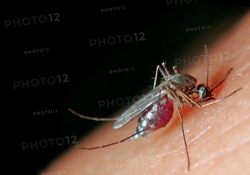 Northern house mosquito (Culex pipiens)