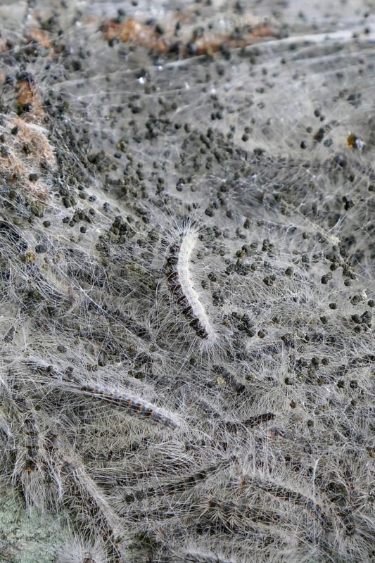 Oak Processionary Moth (Thaumetopoea processionea) caterpillars