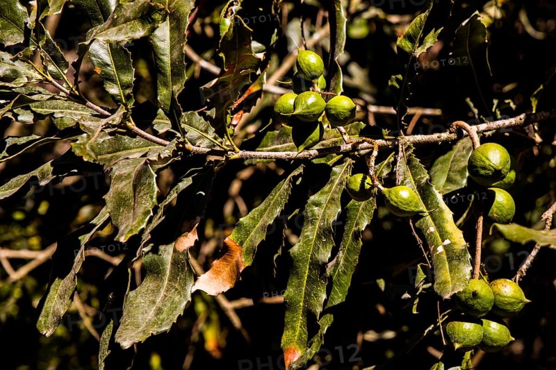 Nut fruits of the macadamia tree
