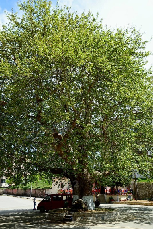 Plane tree at the village square