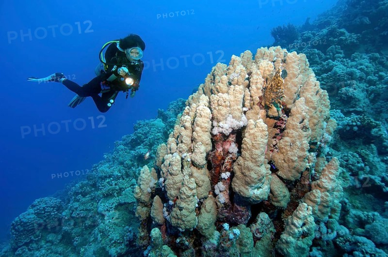 Diver looking at and illuminating Dome coral (Porites nodifera)