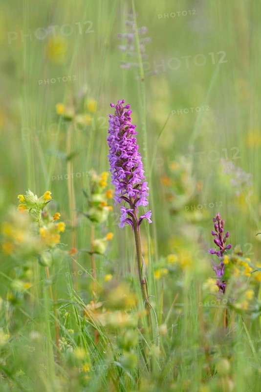 Fragrant orchid (Gymnadenia conopsea)