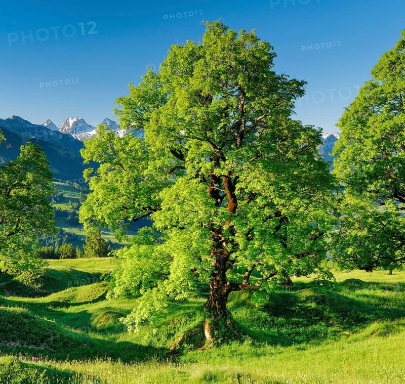 Sycamore maple in front of snow-capped Churfirsten peaks in mountain spring near Ennetbuehl in Toggenburg
