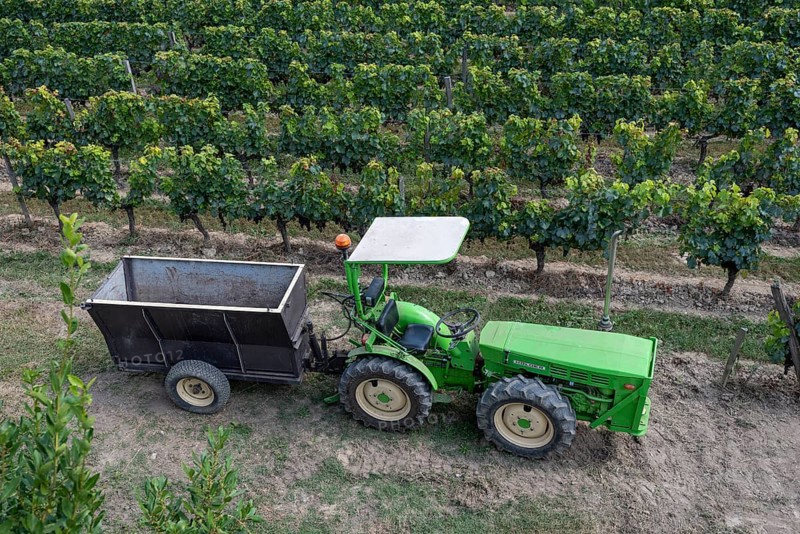 Tractor with trailer for grape harvest