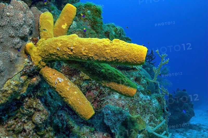 Yellow green candle sponge (Aplysina fistularis)