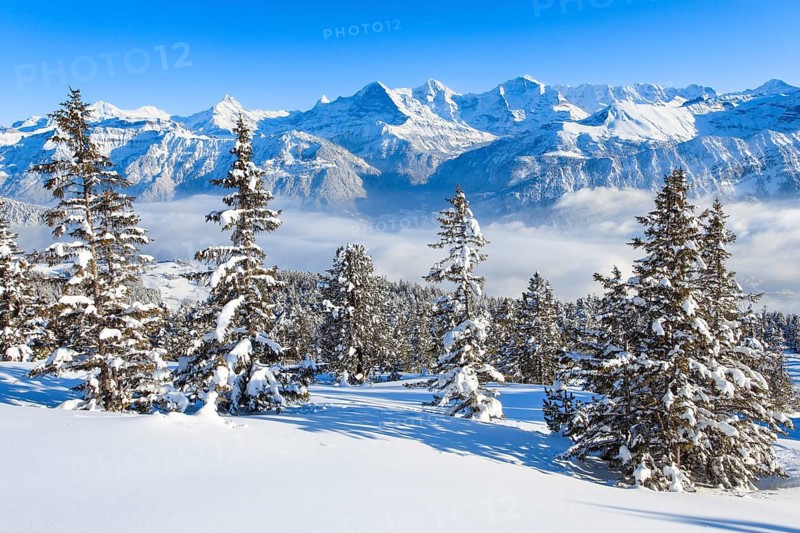 Winter view from the Niederhorn to the Schreckhorn and the triumvirate Eiger