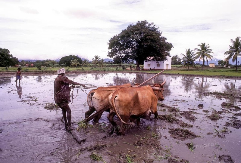 Levelling rice field in Coimbatore