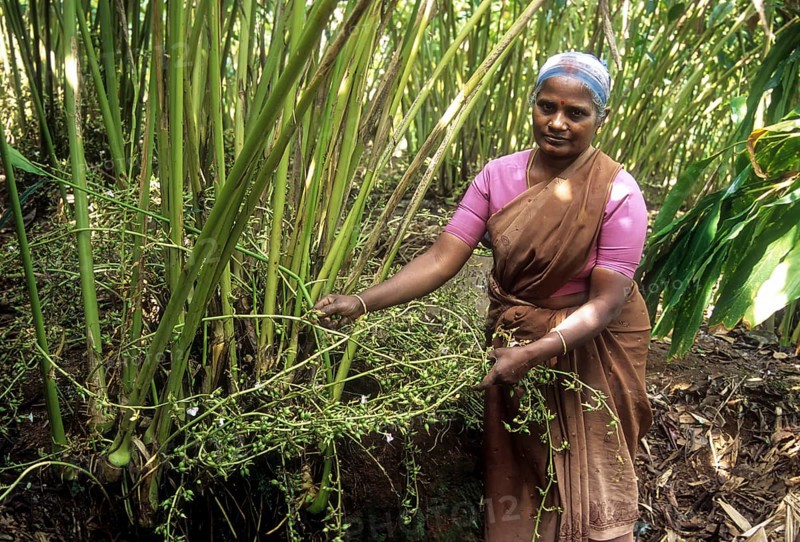 Removing cardamom (Elettaria cardamomum) in Vandanmedu