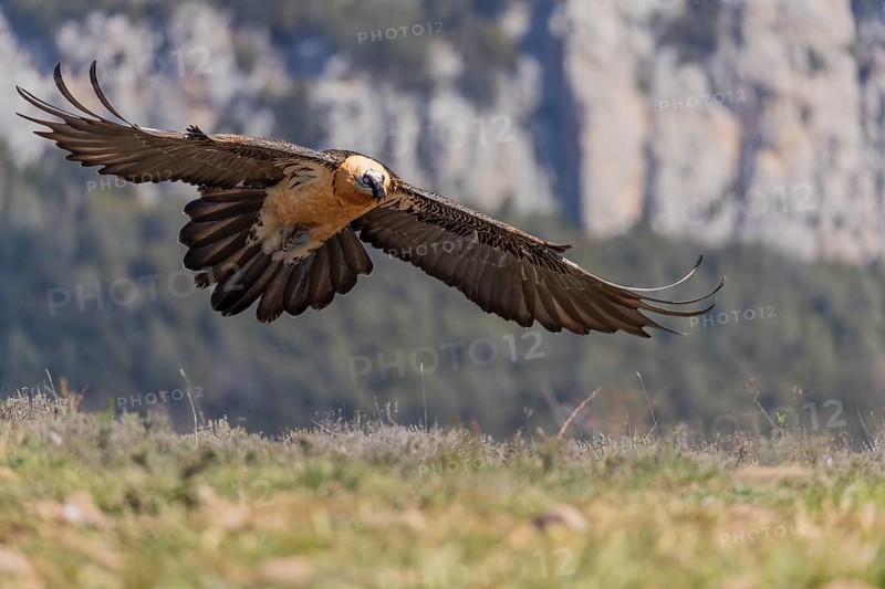 Bearded vulture (Gypaetus barbatus) adult in flight in front of mountains during landing