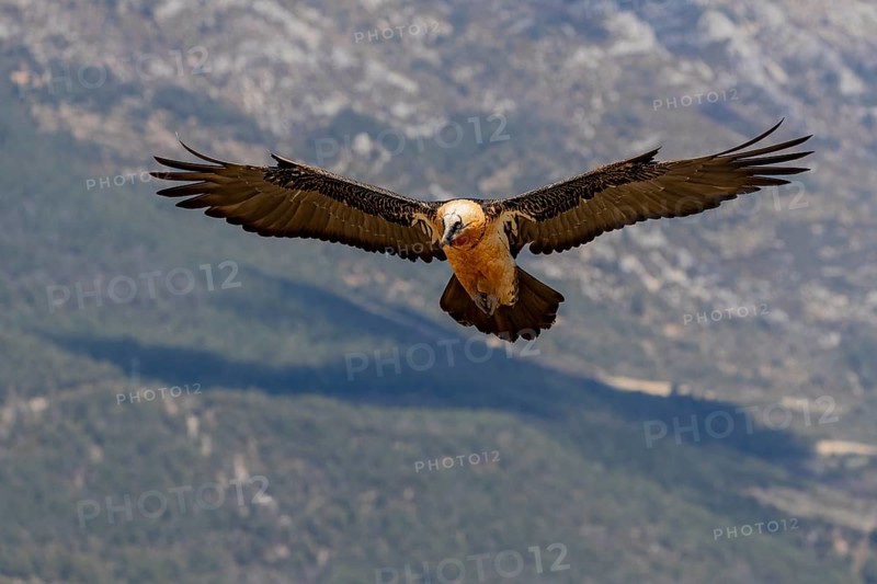 Bearded vulture (Gypaetus barbatus) adult in flight off Bergen