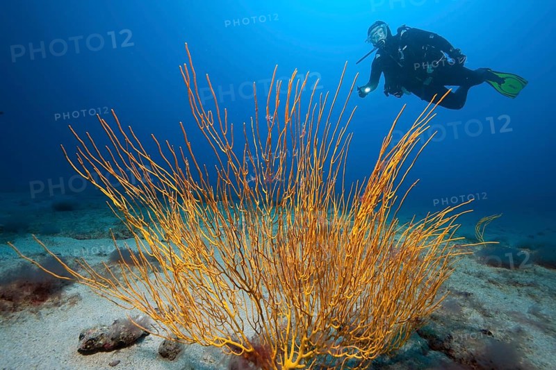 Atlantic shrub gorgonian (Muricea atlantica)