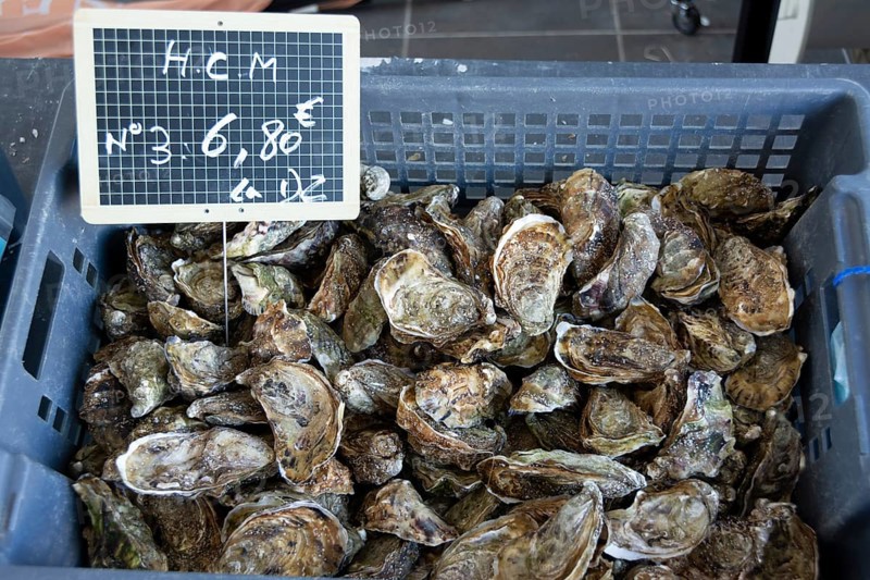 Oysters in a market