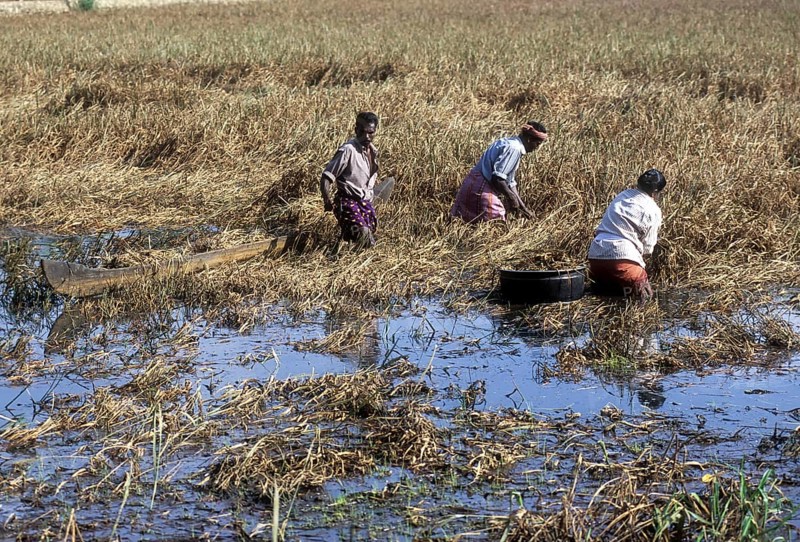 Harvesting paddy