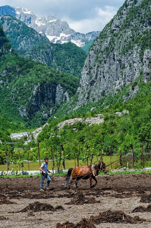 Farmer spreading manure in the field with horse