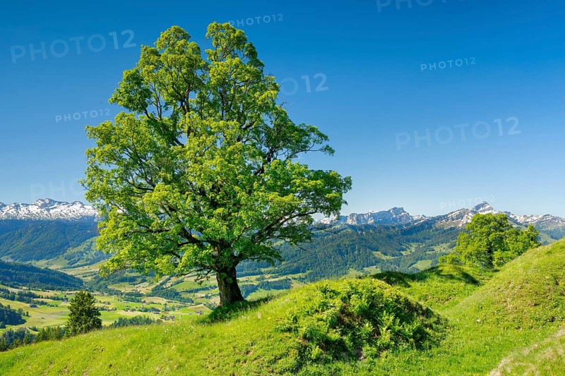 Freestanding sycamore in mountain spring