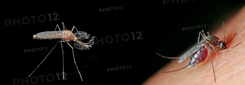 Northern house mosquito (Culex pipiens)