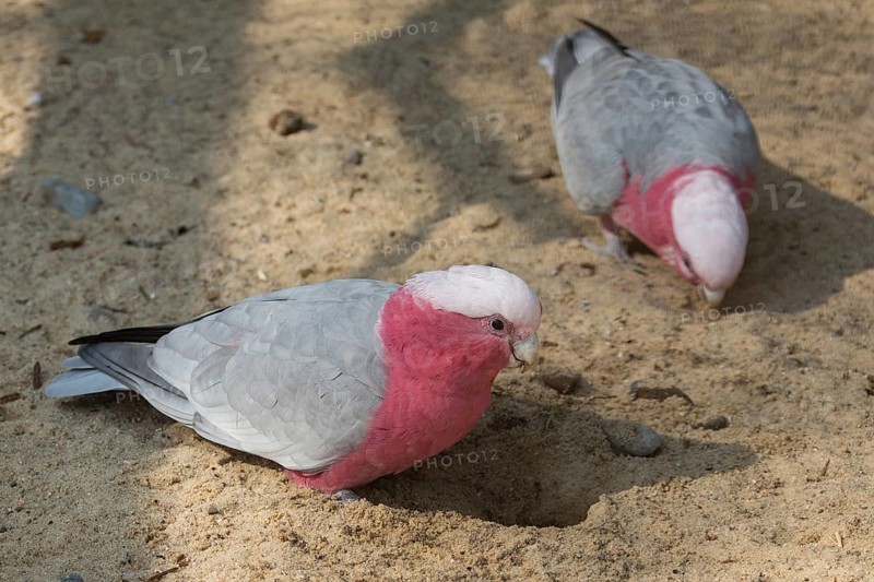 Galahs (Eolophus roseicapilla)