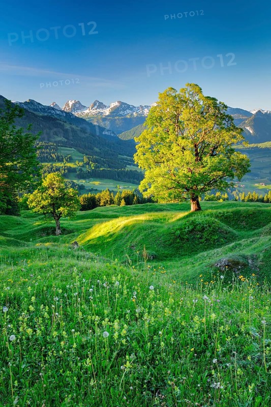 Sycamore maple in front of snow-covered Churfirsten at sunrise in mountain spring near Ennetbuehl in Toggenburg