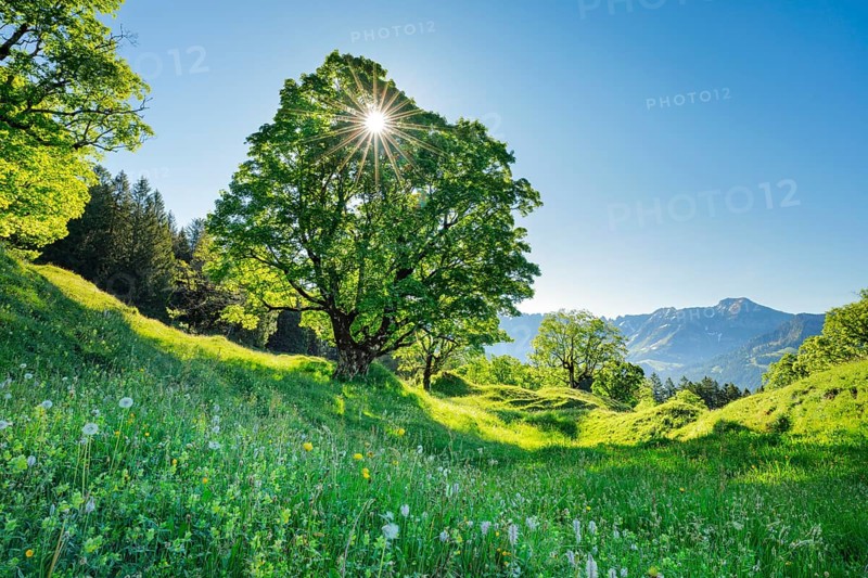 Sun shining through sycamore maple forming sun star