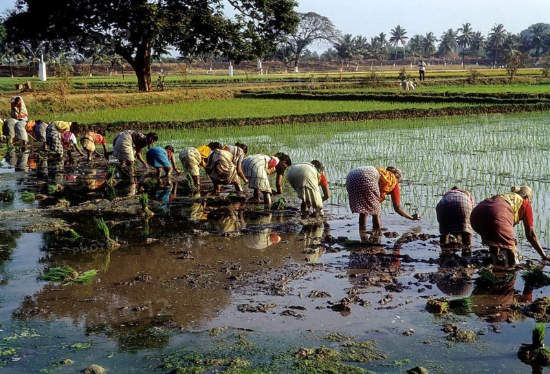 Rice paddy seedlings transplanting the field