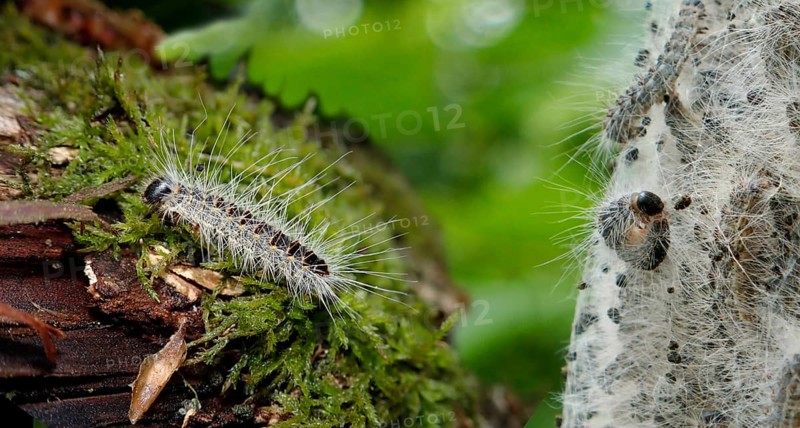 Caterpillars of the Oak Processionary Moth (Thaumetopoea processionea)