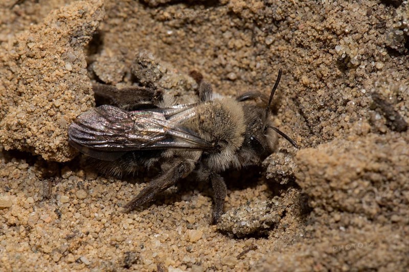 Grey-backed Mining-bee (Andrena vaga)