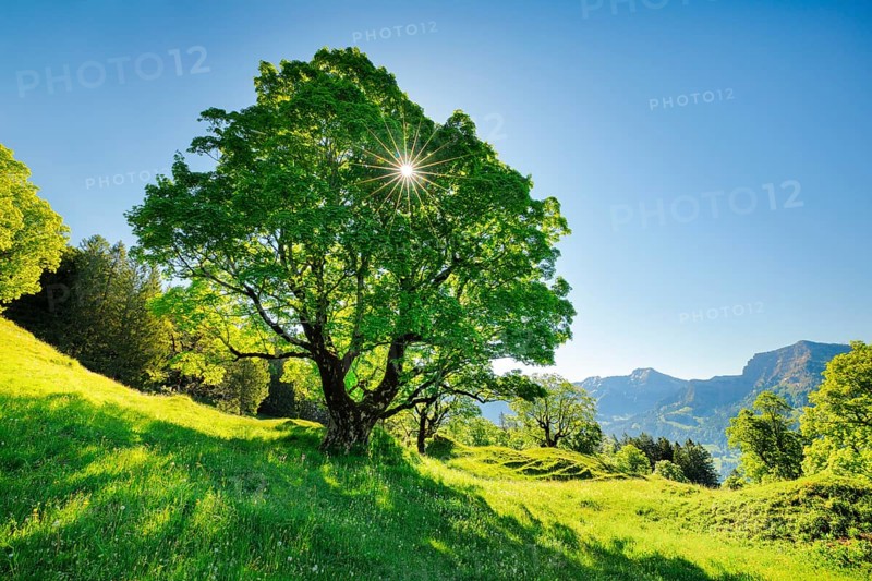 Sun shining through sycamore maple forming sun star