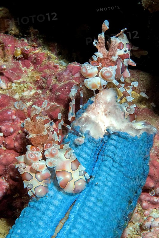 Pair of Eastern harlequin shrimp (Hymenocera picta) eating blue Linckia (Linckia laevigata)