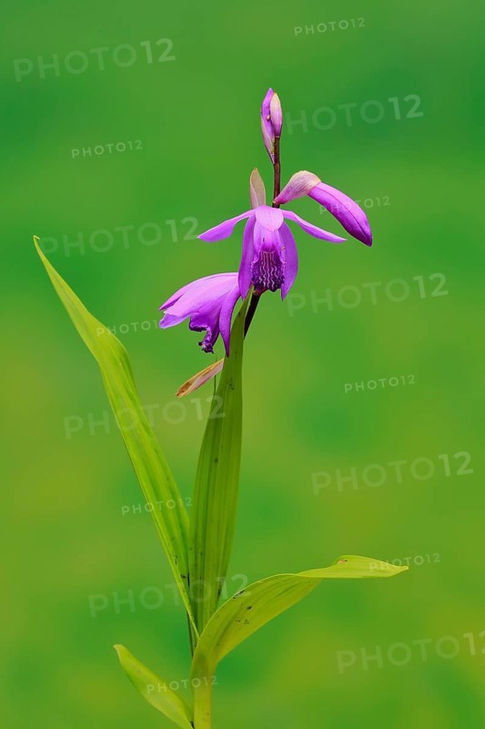 Chinese ground orchid (Bletilla striata)