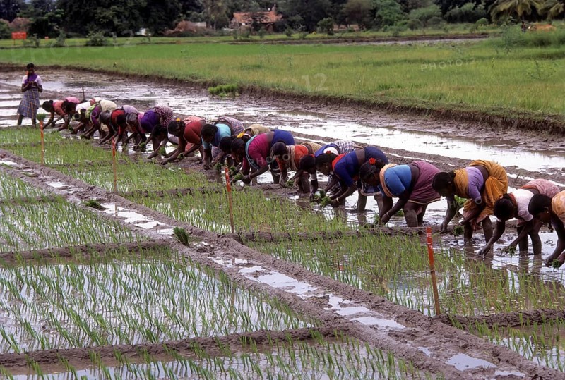Rice paddy seedlings transplanting the field