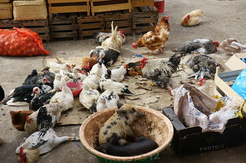 Chickens
